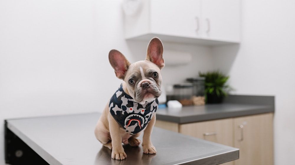 Atención al cliente en la clínica veterinaria: guía práctica