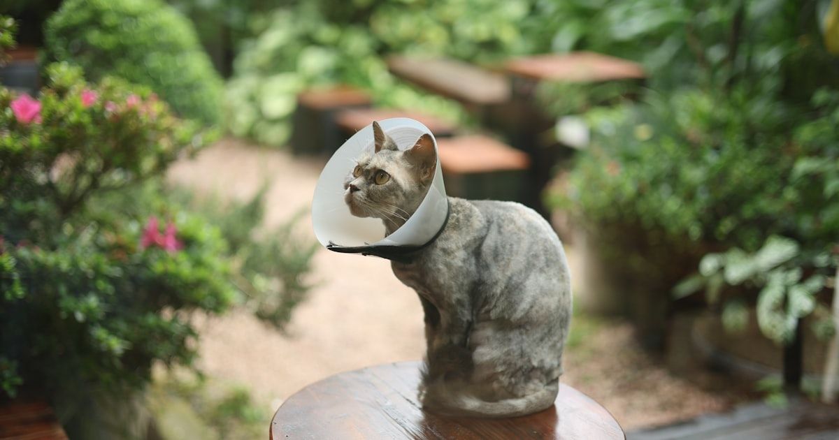 Cómo fijar los precios en tu clínica veterinaria