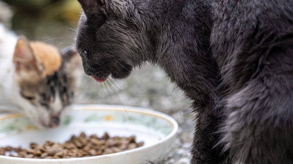 ¿Cuánto debe comer mi gato? Guía de raciones 2026