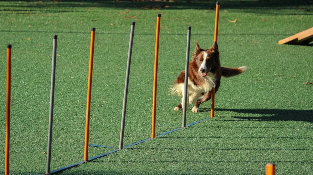 ¿Cuánto debe comer mi perro? Guía de raciones 2026