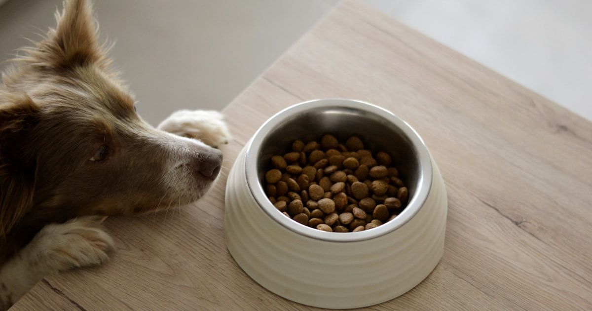 ¿Cuánto debe comer mi perro? Guía de raciones 2026