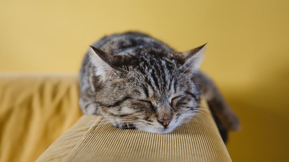 Cuidados del gato senior: guía para gatos mayores de 7 años