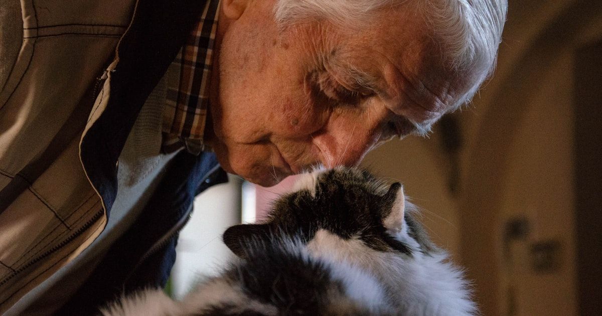Cuidados del gato senior: guía para gatos mayores de 7 años