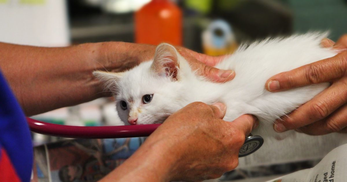 Marketing digital para clínicas veterinarias: la guía completa