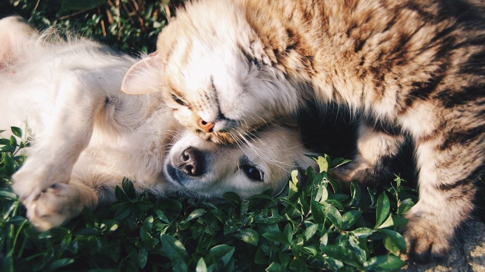 Planes de salud para fidelizar clientes en tu veterinaria