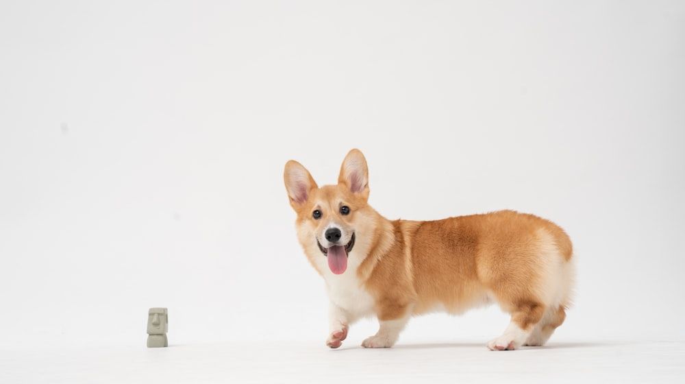 ¿Qué edad tiene mi perro en años humanos? Cómo calcularla
