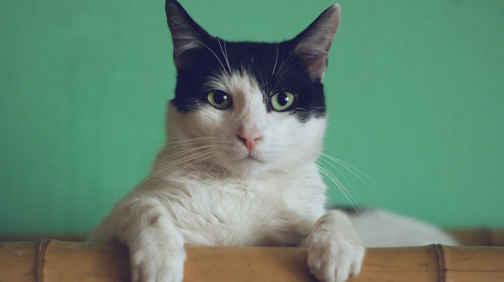 Señales de que tu gato está enfermo: cuándo ir al veterinario