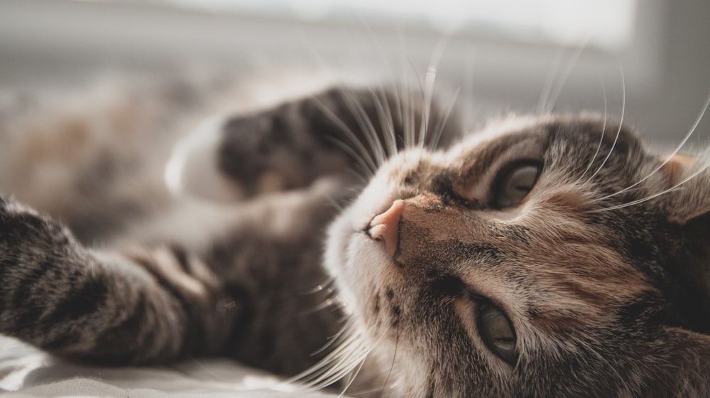 Señales de que tu gato está enfermo: cuándo ir al veterinario
