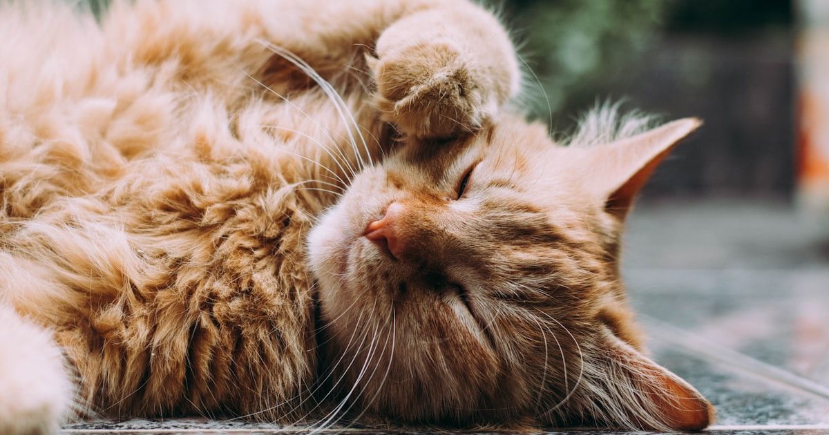 Señales de que tu gato está enfermo: cuándo ir al veterinario