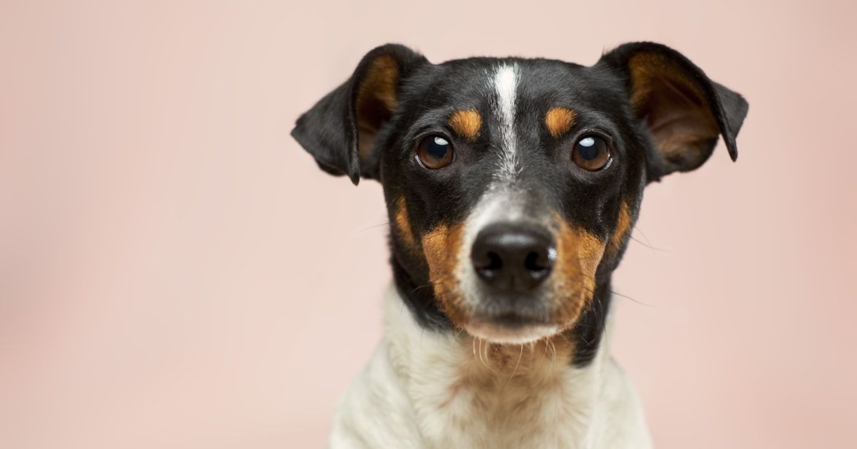 Señales de que tu perro necesita ir al veterinario