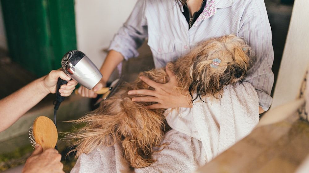 SEO para veterinarios: cómo aparecer el primero en Google en tu ciudad