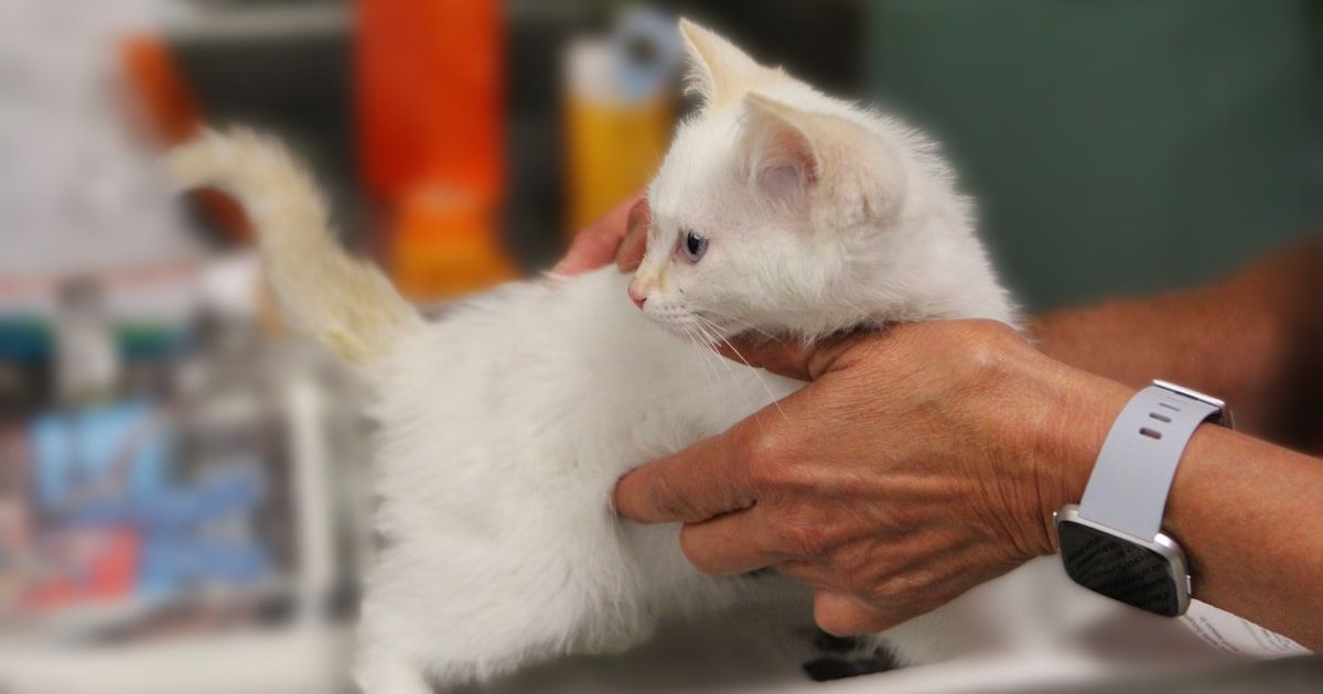 SEO para veterinarios: cómo aparecer el primero en Google en tu ciudad