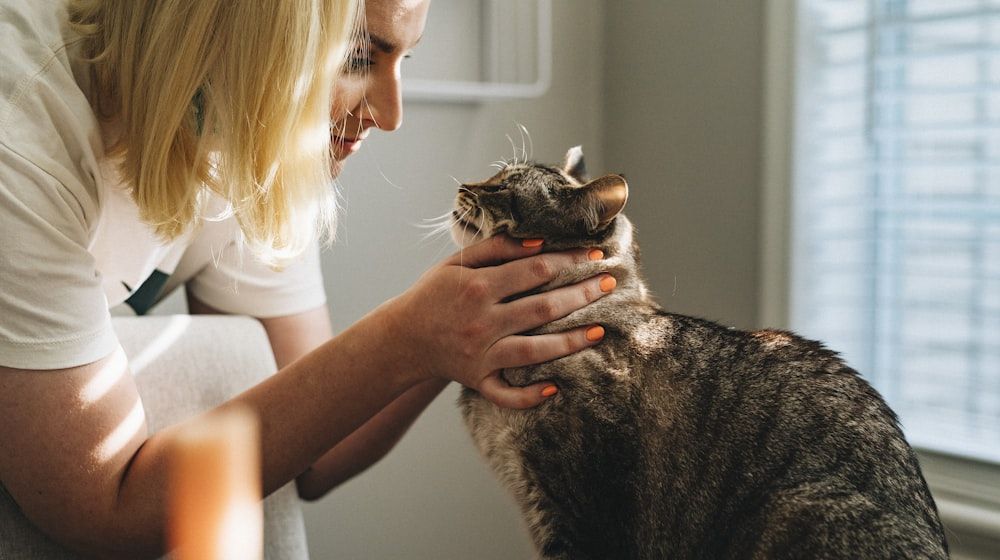 Vacunas del gato: cuáles son y cuándo ponerlas (2026)