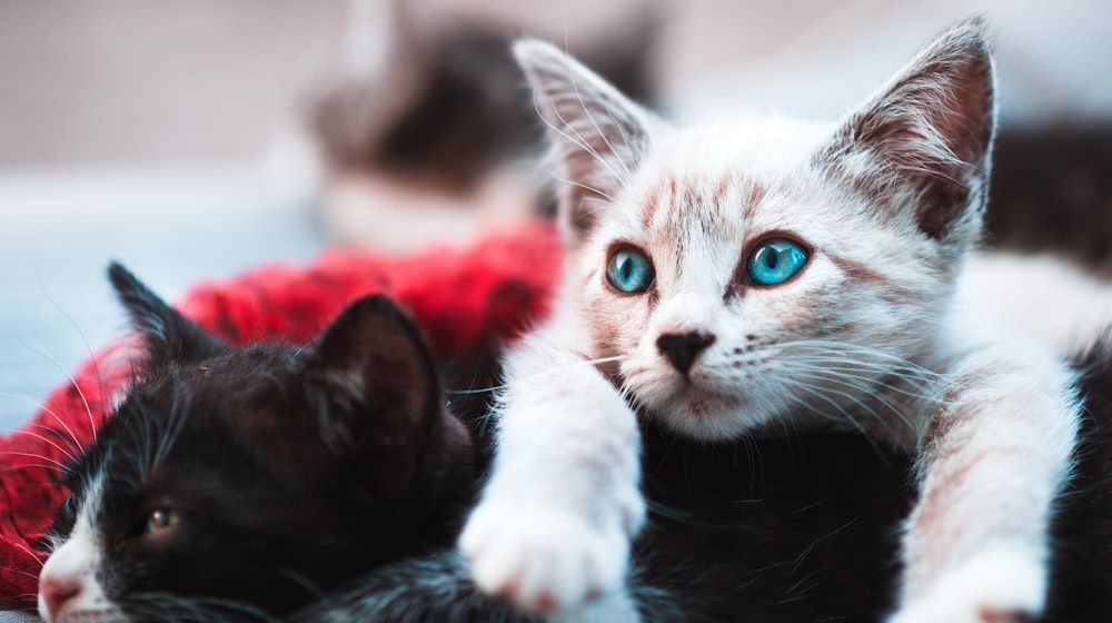 Vacunas del gato: cuáles son y cuándo ponerlas (2026)