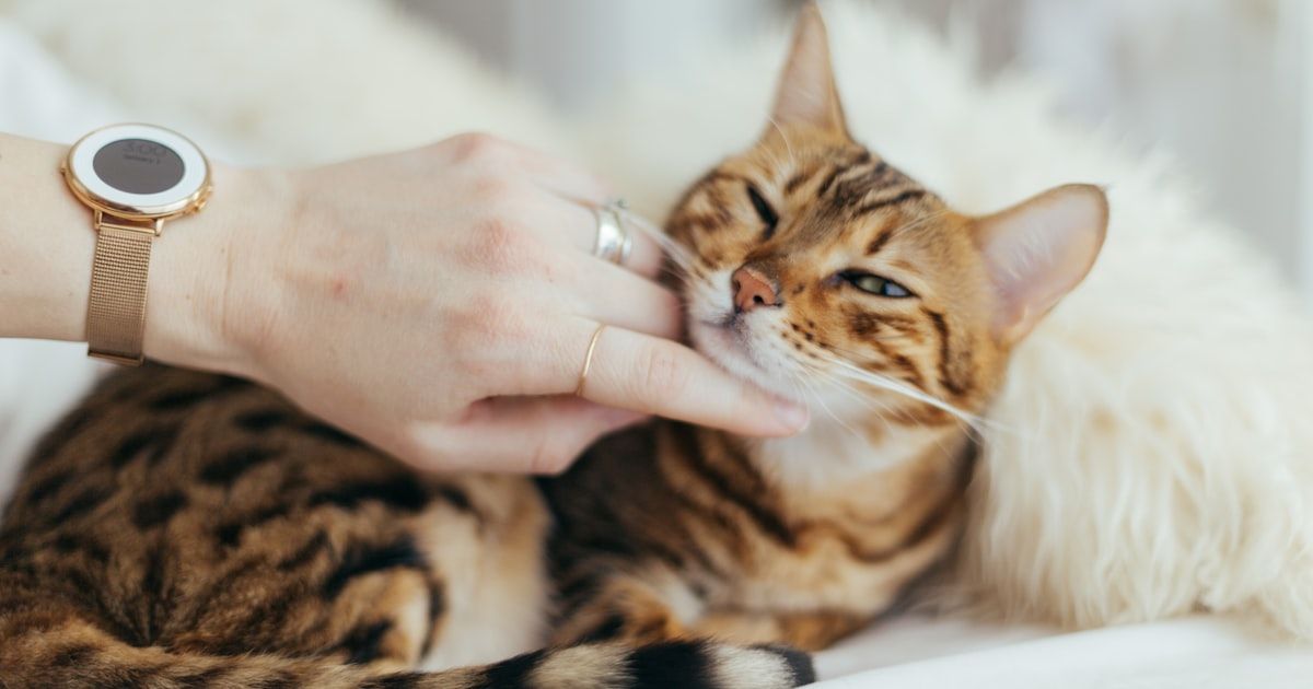Vacunas del gato: cuáles son y cuándo ponerlas (2026)