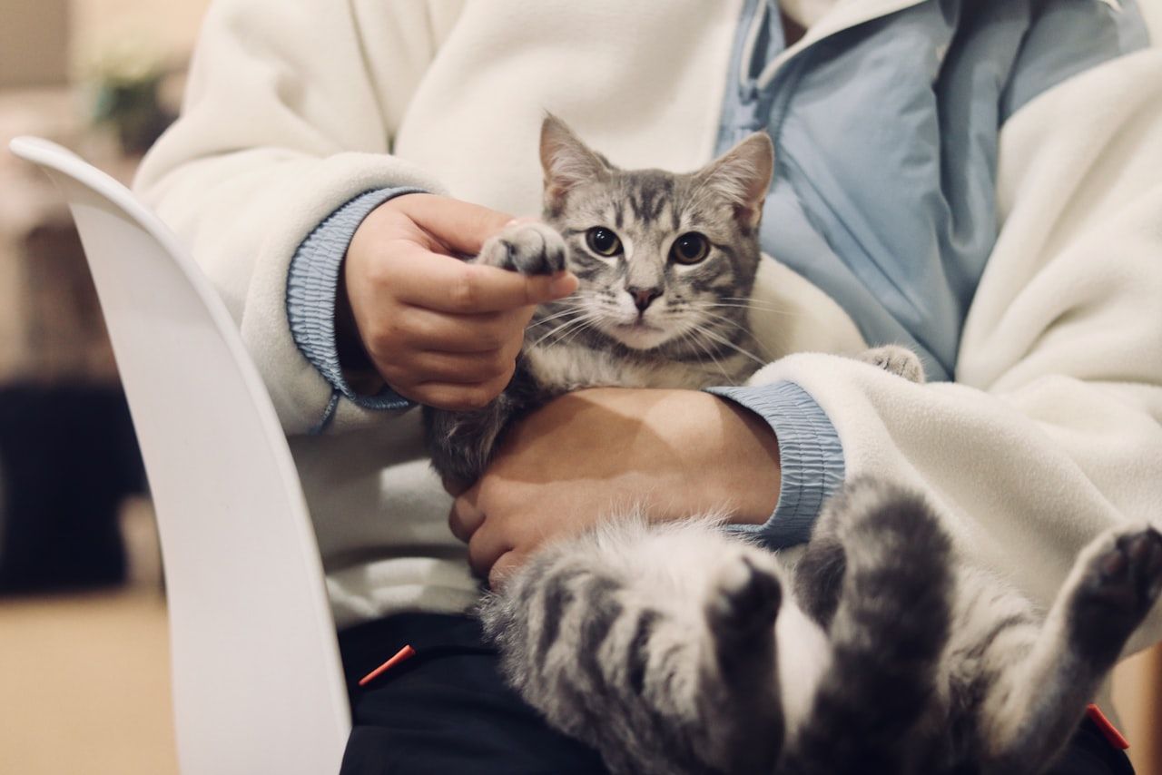 Web viva para clínicas veterinarias